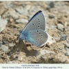 cyaniris semiargus male1